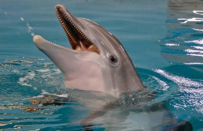 Famous_Dolphin-Infection_41719