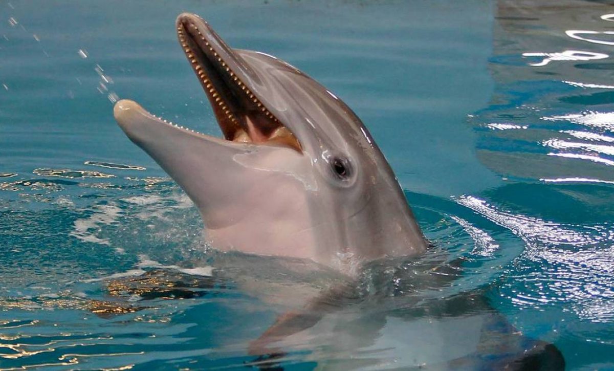 Famous_Dolphin-Infection_41719