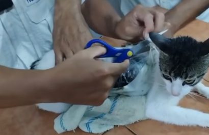Hecho insólito: Así fue la 'captura' de un "gato narco", animal que fue usado para ingresar droga a una cárcel de Costa Rica. (Redes sociales).