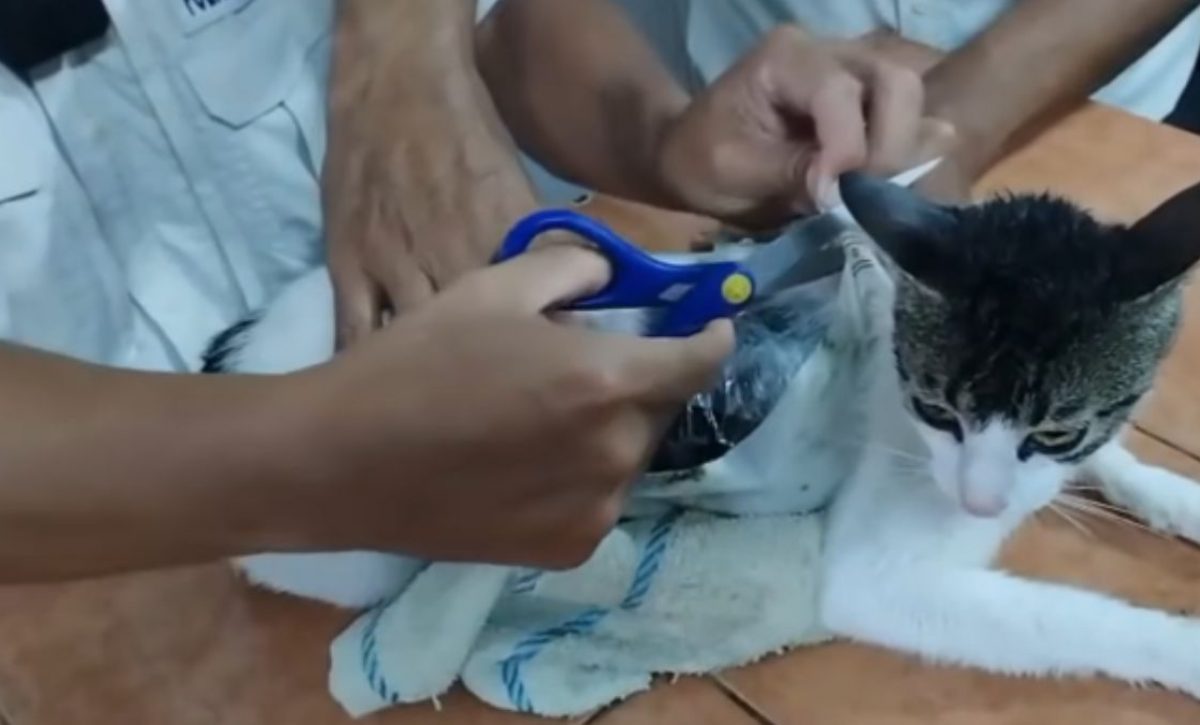 Hecho insólito: Así fue la 'captura' de un "gato narco", animal que fue usado para ingresar droga a una cárcel de Costa Rica. (Redes sociales).