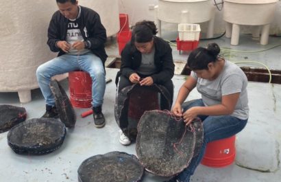 Pescadores artesanales se preparan para el cultivo de ostras