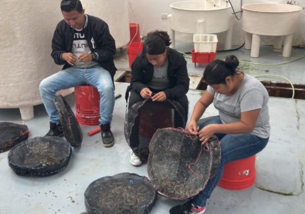Pescadores artesanales se preparan para el cultivo de ostras