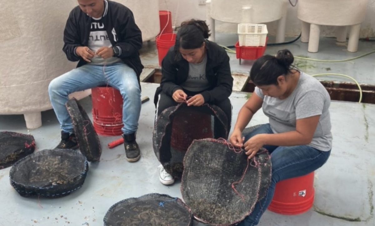 Pescadores artesanales se preparan para el cultivo de ostras