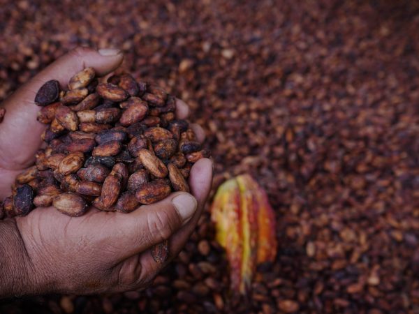 La calidad del cacao ecuatoriano, en especial el tipo “Nacional”, es un factor competitivo en mercados internacionales.