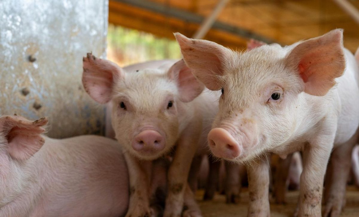 La carne de cerdo es la segunda mayor consumida por los ecuatorianos, la proteína preferida es el pollo. (Pexels).