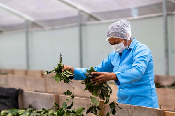 La guayusa ya cuenta oficialmente con subpartida arancelaria para llegar a mercados internacionales. (MAG).