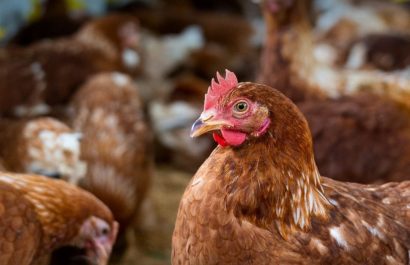 La influenza aviar en Ecuador afectó a 1.2 millones de aves; el país ya recuperó su estatus como libre de la enfermedad