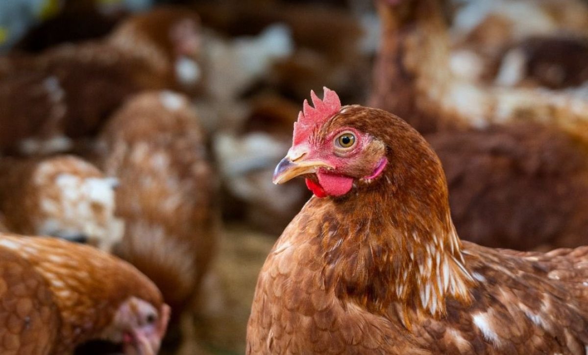 La influenza aviar en Ecuador afectó a 1.2 millones de aves; el país ya recuperó su estatus como libre de la enfermedad