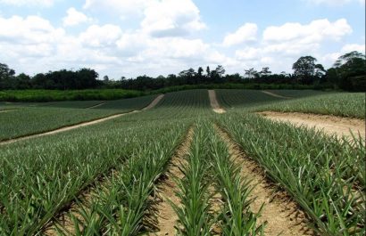 La piña cosechada en Santo Domingo de los Tsáchilas gana terreno en el mercado peruano