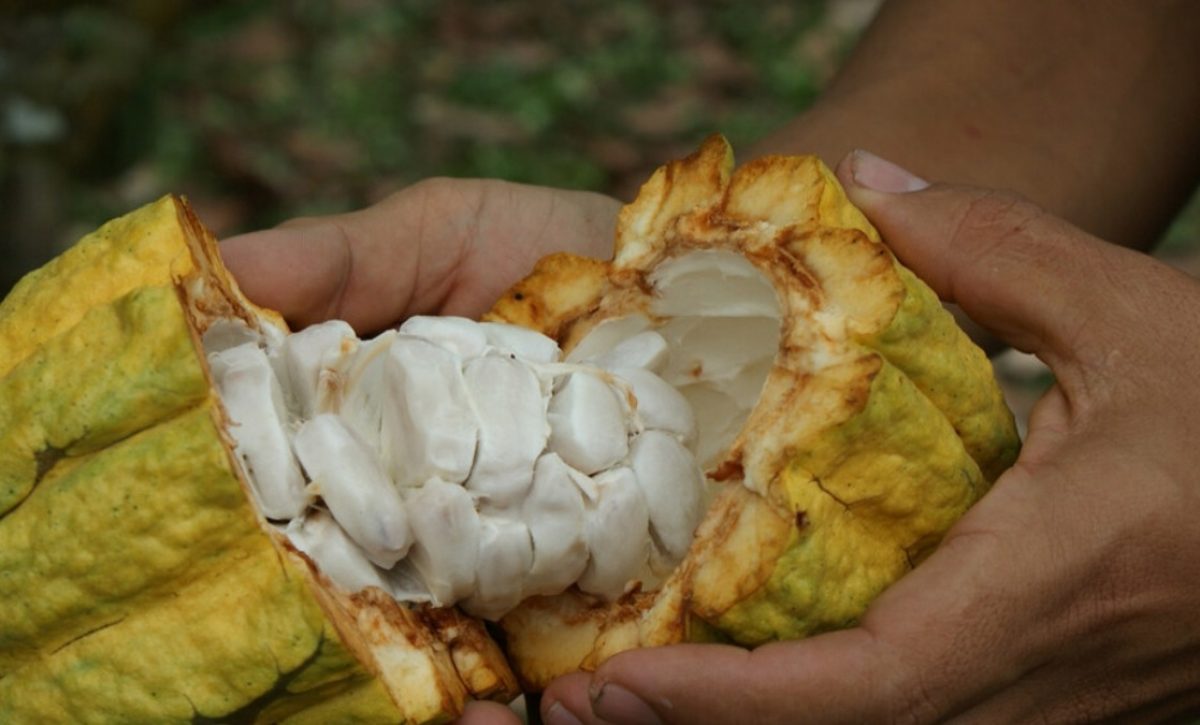 La provincia de Los Ríos es la mayor productora de cacao a nivel nacional, aporta con 122 mil 716 toneladas métricas al año. (Ministerio de Agricultura).