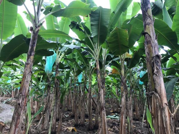 Manabí, Santo Domingo y Los Ríos conforman el triángulo productivo del plátano en Ecuador, que concentra más del 60% de la producción nacional