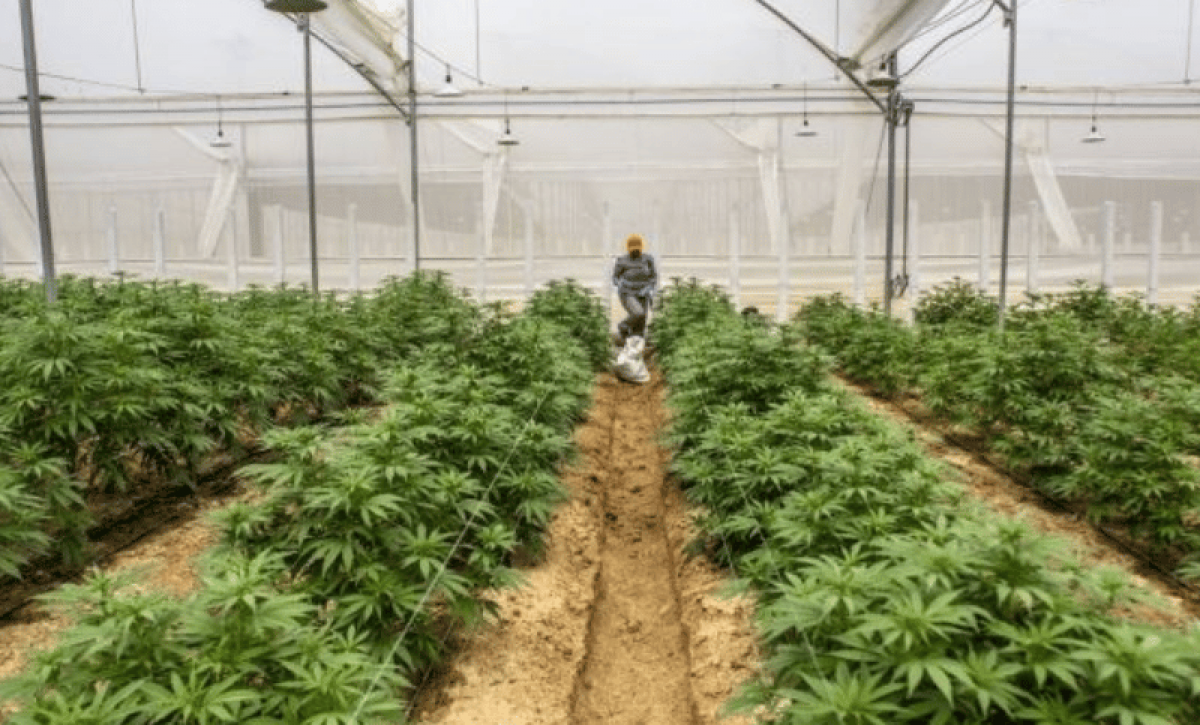 Ministerio de Agricultura presenta guía histórica para cultivo de cáñamo en Ecuador