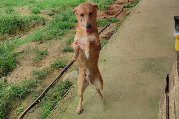 Perro Atropellado en El Carmen: Fundación Exige Fin al Maltrato Animal