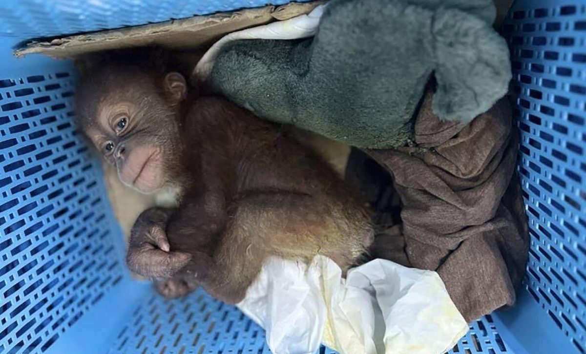 Policía tailandesa intercepta entrega ilegal de orangutanes bebés en una gasolinera.