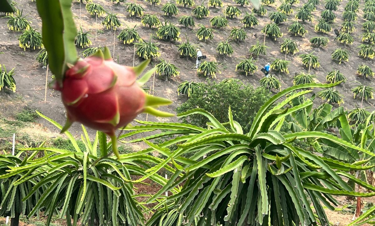 Por qué Perú frenó la importación de pitahaya ecuatoriana