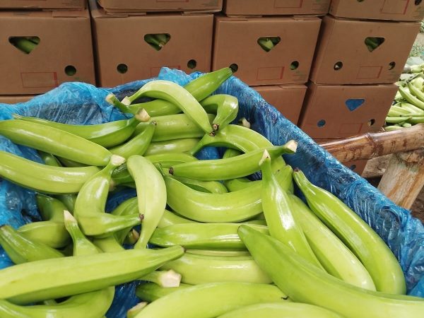 Presidente de FENAPROPE, sobre el plátano Tras más de 50 años con precios irrisorios, ahora que el precio sube, todos se escandalizan