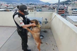 Quito Animal vivía atado con manguera de gas; responsable enfrenta proceso sancionador