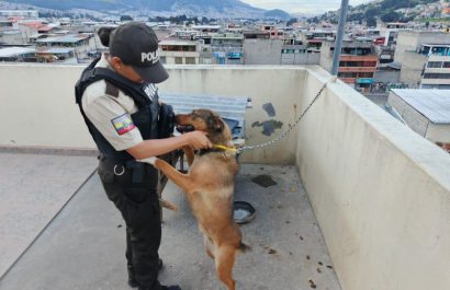 Quito Animal vivía atado con manguera de gas; responsable enfrenta proceso sancionador