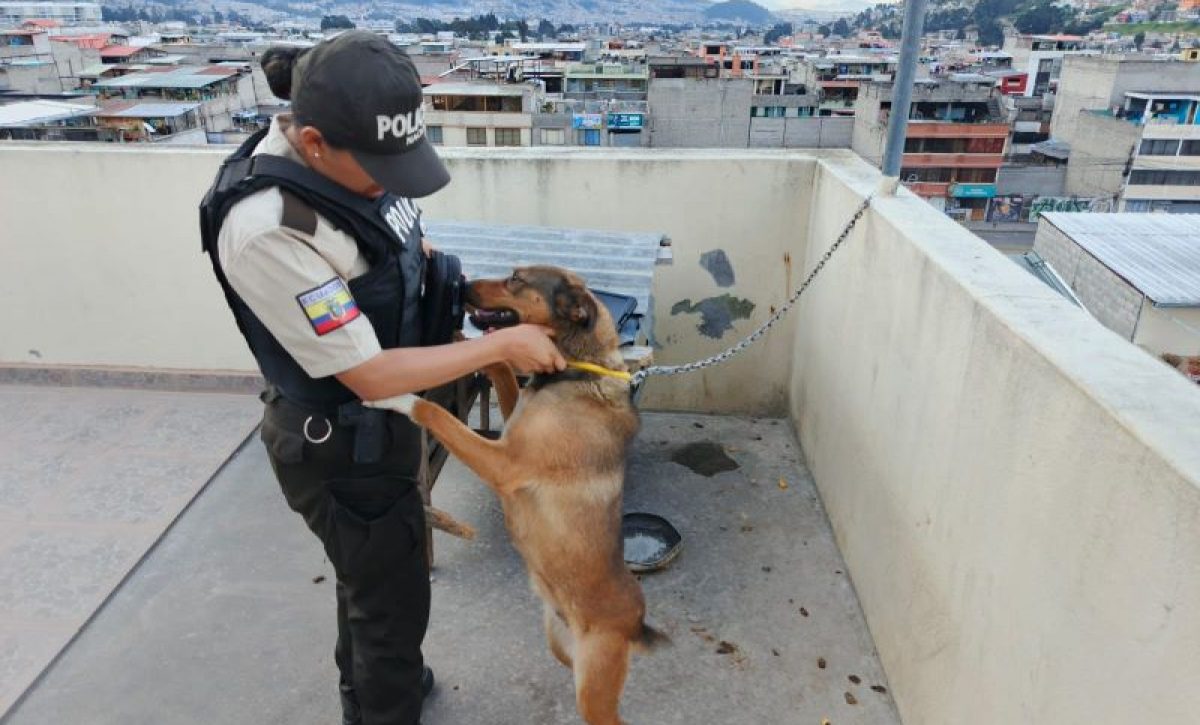 Quito Animal vivía atado con manguera de gas; responsable enfrenta proceso sancionador