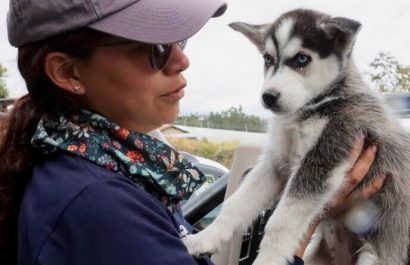 Rescatan cachorros en operativo sorpresa en mercado de El Quinche
