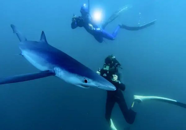 El biólogo marino Charlie Sarria, junto a un tiburón azul (Prionace glauca) en Bermeo, País Vasco.