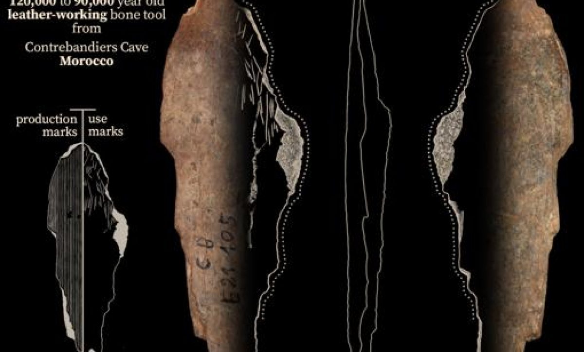 ThisimageshowsabonetoolfromContrebandiersCaveMoroccothatwasusedforleatherworking120000to90000yearsagoCREDITJacopoNiccolCerasoni-kJ0G-510x349@abc