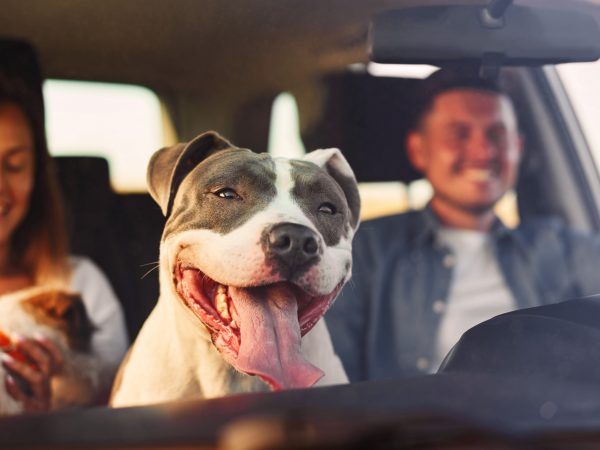 Traslado seguro de mascotas Aspectos fundamentales sobre prevención de accidentes y adaptación a nuevos entornos