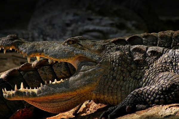 Un hombre se salvó de morir devorado por un cocodrilo tras intentar tomarse una foto con el animal en un zoológico de Filipinas. (Pexels).
