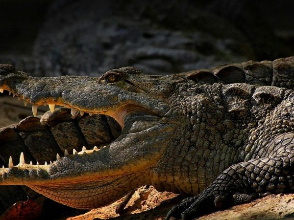 Un hombre se salvó de morir devorado por un cocodrilo tras intentar tomarse una foto con el animal en un zoológico de Filipinas. (Pexels).