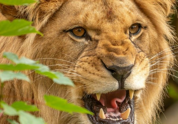 Un león atacó a una madre y a sus dos hijo mientras caminaban por una calle de Lahore, Pakistán. (Pexels).