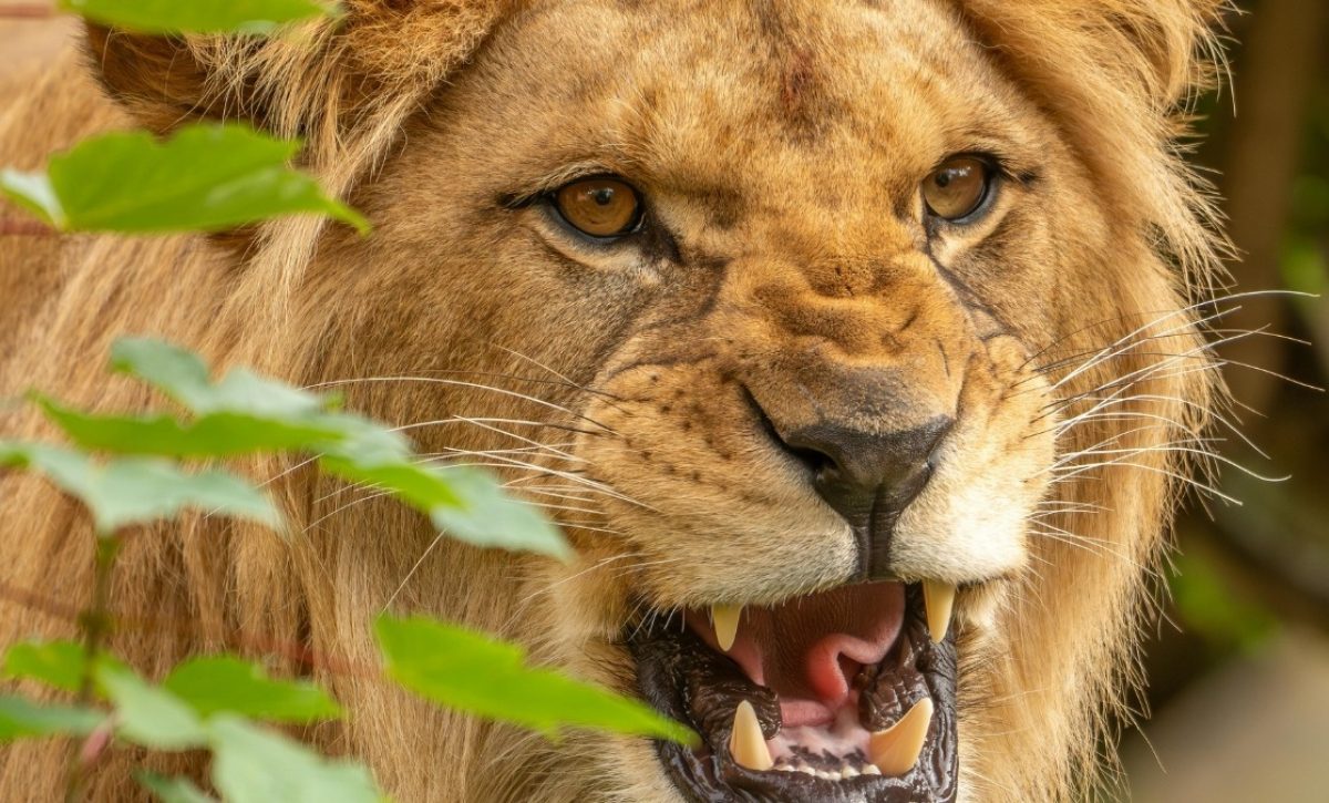 Video: Un león atacó a una madre y a sus dos hijos mientras caminaban por una calle de la ciudad de Lahore, Pakistán. (Pexels).