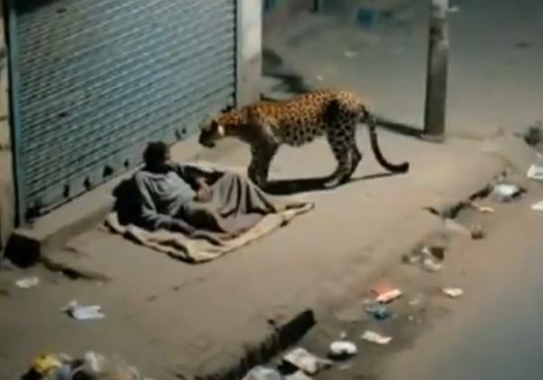 Un leopardo se acercó a un habitante de calle (indigente) en una localidad no especificada de India, lo olió brevemente y se alejó sin causar daños.