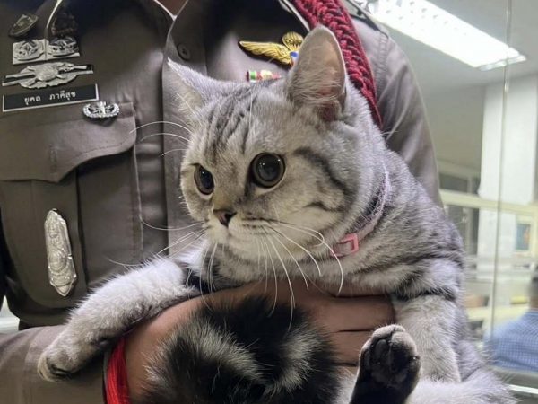 Una gatita quedó detenida en una comisaría tras atacar y morder a varios agentes, informaron las autoridades de Bangkok, capital tailandesa.