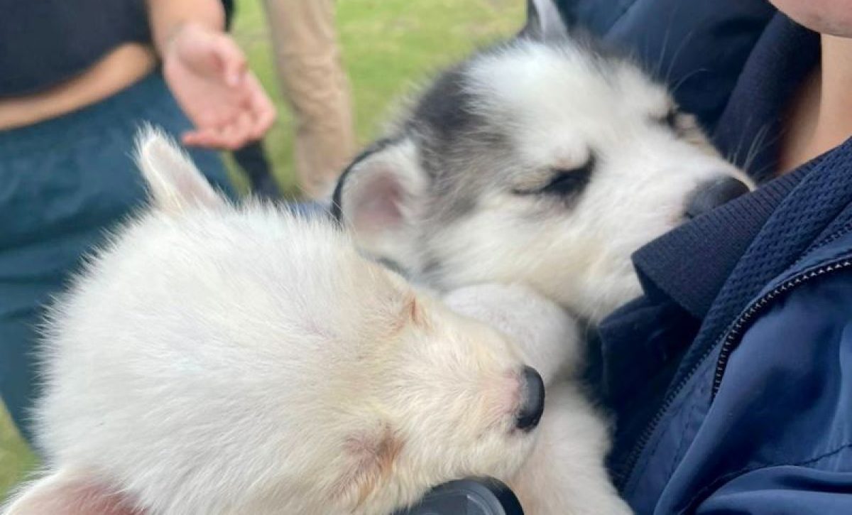 Vendía cachorros en una mochila recibió multa de USD 4.700 en Quito
