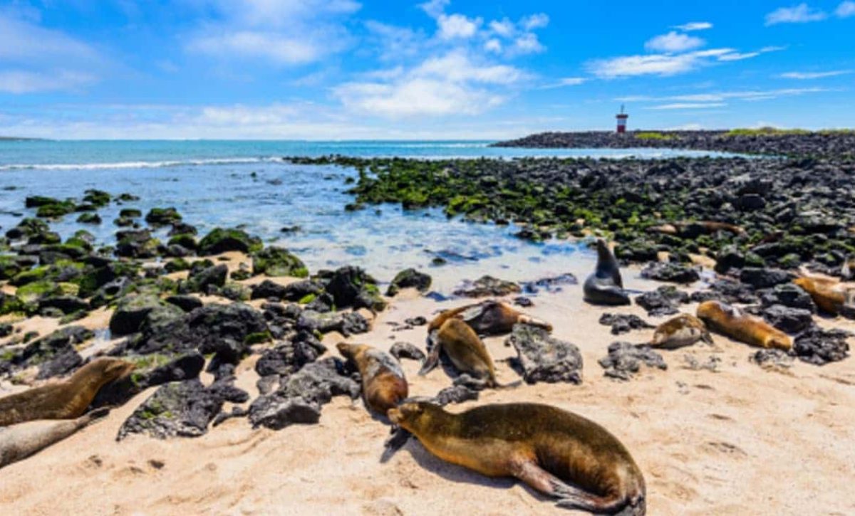 Zoologico-de-Houston-recreara-Islas-Galapagos-como-modelo-de-conservacion-Pixabay-