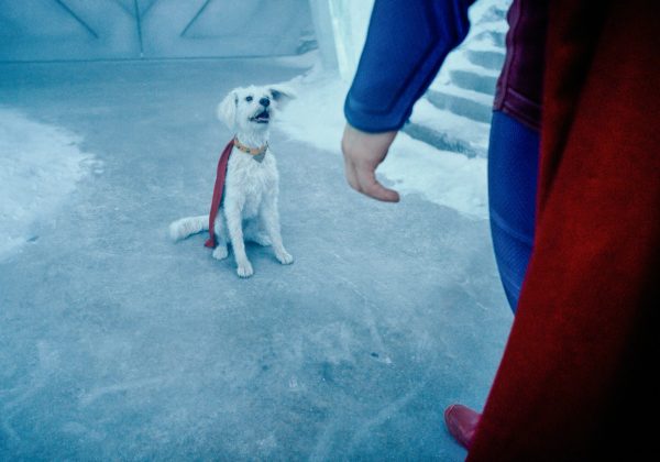 La mascota de Superman 2025 inspira un auge en la adopción de perros rescatados. FOTO: Captura de pantalla.