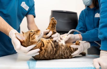 Esterilización en mascotas, un acto de amor y salud preventiva