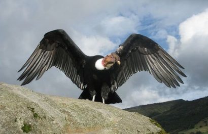 condor1