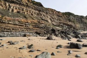 Las flores están presentes en la Tierra hace 123 millones de años