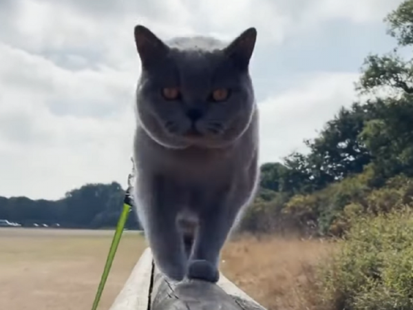 gato