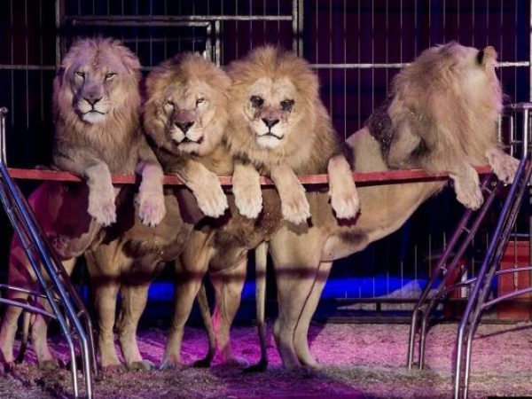 leones-circo-644x407-1