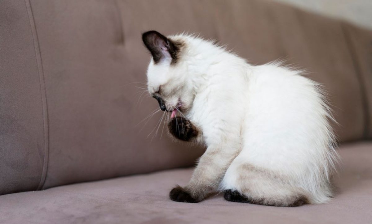 Pulgas en gatos: cómo combatirlas con un remedio casero y mantener tu hogar libre de parásitos