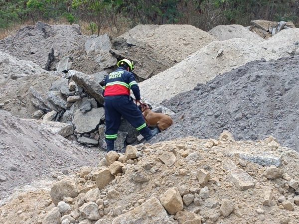 En Manta, la Brigada Canina del Cuerpo de Bomberos demuestra su destreza en simulacros de rescate bajo escombros.