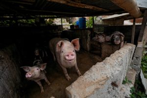 Algunos de los cerdos fueron trasladados a un criadero autorizado en la zona rural de Manta, bajo la custodia de la Dirección de Ambiente.
