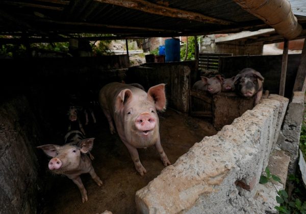 Algunos de los cerdos fueron trasladados a un criadero autorizado en la zona rural de Manta, bajo la custodia de la Dirección de Ambiente.