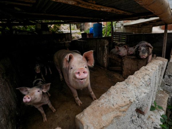Algunos de los cerdos fueron trasladados a un criadero autorizado en la zona rural de Manta, bajo la custodia de la Dirección de Ambiente.
