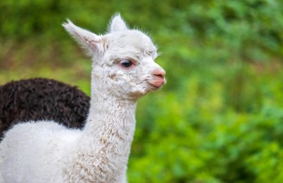 los_35_animales_mas_tiernos_del_mundo_24517_orig