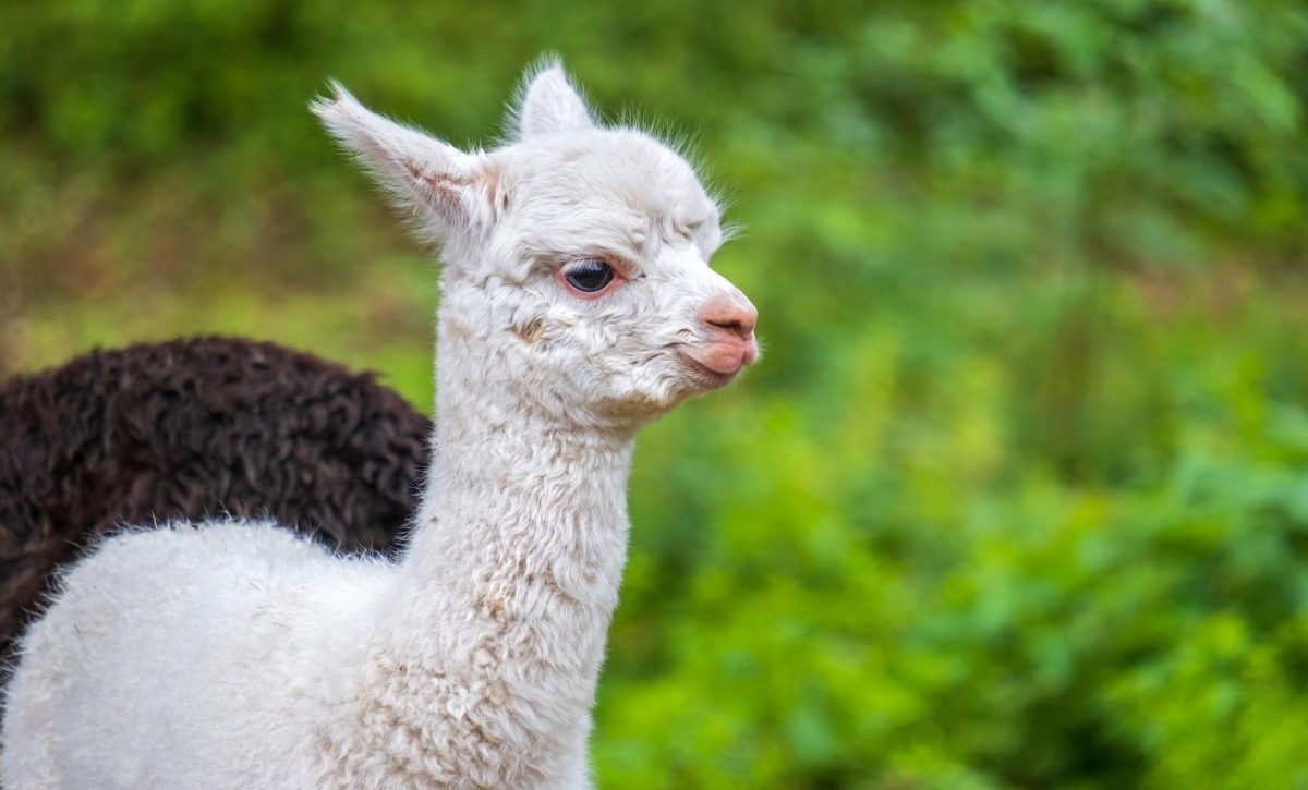 los_35_animales_mas_tiernos_del_mundo_24517_orig