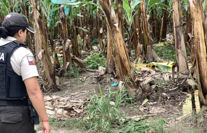 Identifican cuerpo de Dayana Torres Arboleda tras hallazgo en una finca en la vía Pajonal