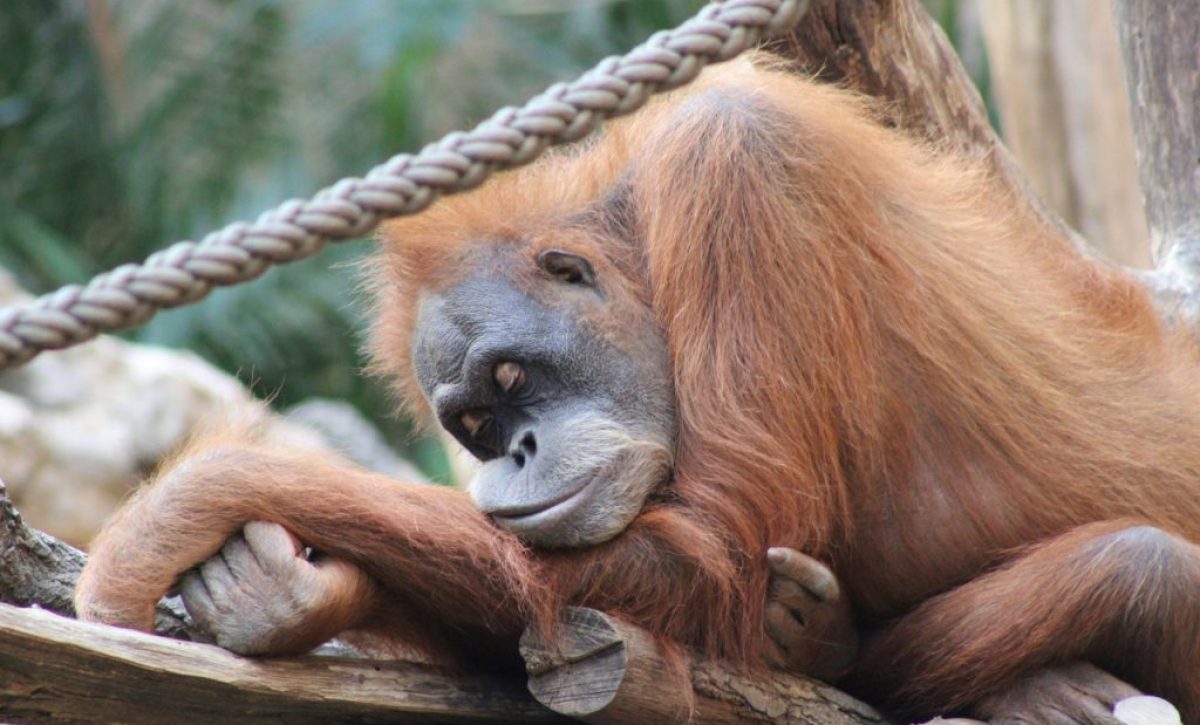 Los orangutanes compensan la falta de sueño con siestas